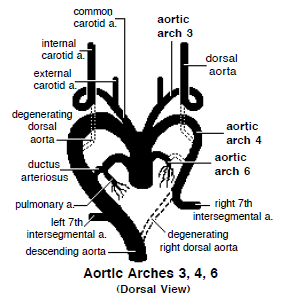 Lengkung aorta 3 arteri carotis communis arteri carotis interna dan calon arteri carotis eksterna