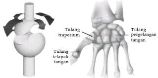 Sendi engsel yaitu hubungan antar tulang yang memungkinkan gerakan hanya satu arah saja seperti sendi pada lutut, jari dan siku. Gambar.