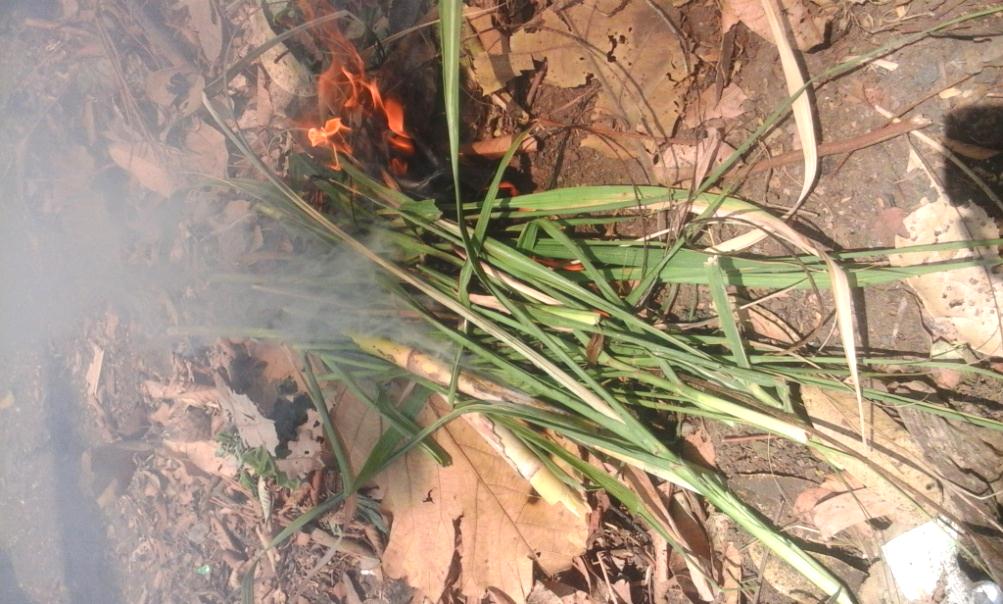 Tapi untuk saat ini karena serangan yang terjadi di Kabupaten Probolinggo masih tergolong ringan dengan daerah sebar yang masih sedikit tindakan yang sebaiknya dilakukan cukup dengan membakar tanaman
