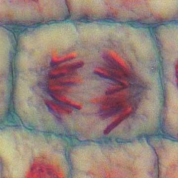 Anaphase Animal Cell Plant Cell Photographs