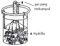 Kode: P12 IPA IX SMP 31. Perhatikan gambar percobaan fotosintesis berikut! B Gas yang terkumpul A Hydrilla Dari percobaan fotosintesis di atas, gas yang terkumpul pada bagian B adalah. (A) oksigen.
