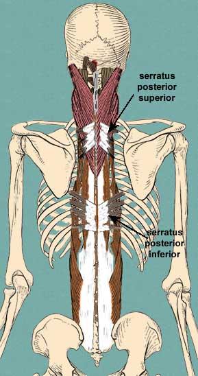 Otot yg menggerakkan vertebrae serratus posterior