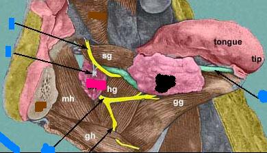 Otot lidah dan pendukungnya: styloglossus muscle