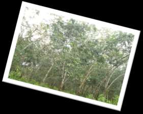 B. Perkebunan Kabupaten Musi Rawas Utara telah lama dikenal sebagai daerah penghasil tanaman perkebunan khususnya karet dan kelapa sawit, baik perkebunan rakyat maupun