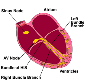INTERPRETASI EKG 12 LEAD Mata Kuliah : Cardiac and Respiratory System Tingkat / Blok : 5 / 3.