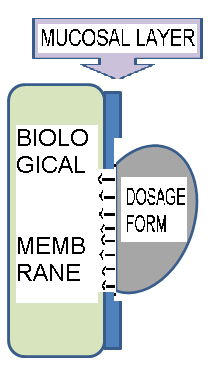 Concept Obat dapat disatukan dengan suatu polimer yang akan tertahan di membran mukosa, kemudian obat dapat berpindah masuk ke jaringan.