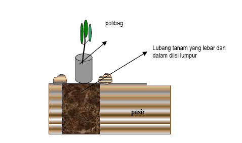 7 Gambar 8. Pembuatan lubang tanam yang besar pada tapak yang berbatu dan mengisinya dengan lumpur 6.