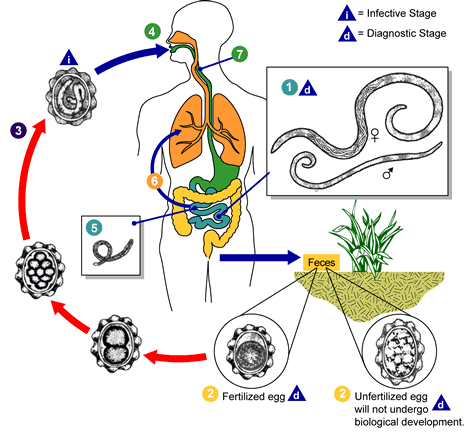 14 Gambar 4. Siklus hidup A. lumbricoides (Anonim, 2008). c.