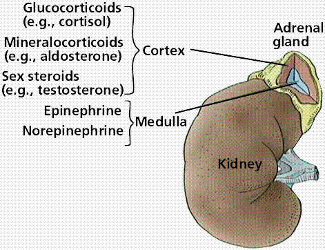 ADRENAL GLAND Terdiri atas dua jaringan aktif penghasil hormon yang secara struktur dan fungsinya berbeda, yaitu: bagian adrenal cortex dan adrenal medulla. Source: Purves et al.
