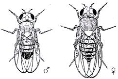 Drosophila jantan dan betina Sisir kelamin hanya terdapat pada jantan D. Alat dan Bahan : 1. Drosophila melanogaster liar 2. Mikroskop stereo dan binokuler 3. Kaca pembesar (loup) 4. Cawan petri 5.