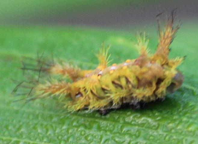 bahan aktif yang semakin tinggi akan mempercepat awal kematian larva Setora nitens.