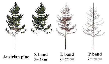 digunakan. Dari gambar di atas, terlihat bahwa bahwa band-x hanya dapat menembus kanopi pohon saja, berbeda dengan band-p yang dapat menembus sampai permukaan tanah.