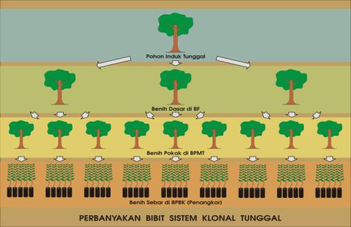 (2004), kelas-kelas benih dalam rangka sertifikasi adalah Benih Penjenis, Benih Dasar, Benih Pokok dan Benih Sebar yang secara ringkas dirangkum pada gambar dibawah ini. Gambar 1.