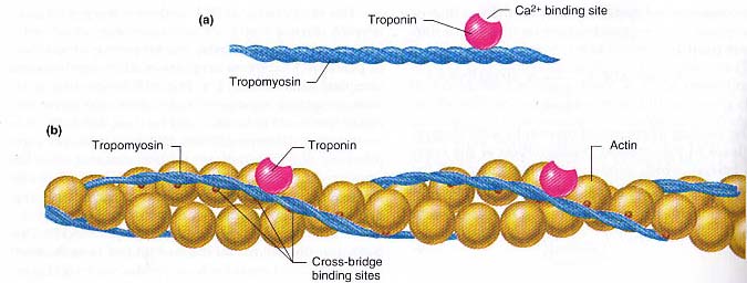 7 Agar siklus kontraksi dapat terus berlangsung, efek penghambatan oleh kompleks troponin-tropomiosin pada bagian aktif dari filamen aktin normal otot yang sedang relaksasi harus dihambat, karena