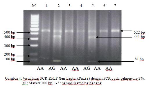 suatu populasi (Nei dan Kumar., 2000). Nilai frekuensi alel dan frekuensi genotip gen Leptin pada sapi Bali dan kambing Kacang disajikan pada Tabel 2.