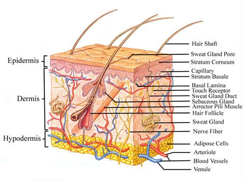 Gambar 2.1 anatomi kulit 16 2.1.3. Faktor faktor yang mempengaruhi Dermatofitosis.