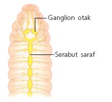 Sistem Saraf Invertebrata Sistem saraf cacing pipih Pada cacing pipih, sistem saraf berupa sistem saraf