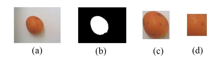 Posisi buah yang tertangkap kamera relatif sama, artinya posisi buah selalu berada ditengah-tengah frame.