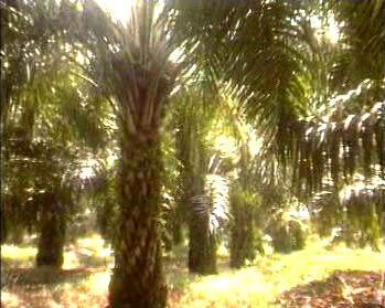 49 i. Ruang Terbuka Hijau Perkebunan Perkebunan di Kota Pekanbaru terdiri dari kebun kelapa sawit dan karet dikuasai oleh pemerintah dan pihak swasta.