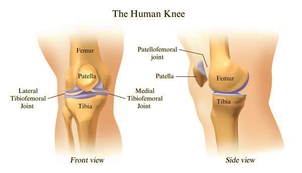 15 Gambar 3. Persendian Lutut Manusia 23