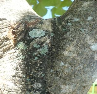 2. Parmelia sulcata Parmelia sulcata memiliki ciri-ciri memiliki talus foliose yang berwarna hijau, terdapat isidia dan soredia tetapi tidak memiliki lobus tidak tetap, permukaan atas talus tanpa