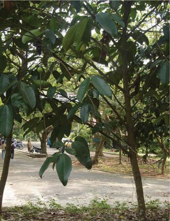 28 Keanekaragaman POHON Ampupu (Eucalypthus alba) Gandaria (Bouea Macrophylla) Penelitian streamflow Pohon- pohon yang sudah besar di arboretum dapat dijadikan tempat penelitian bagi penyelesaian