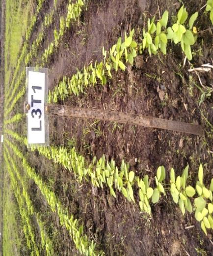 18 lebih baik dibandingkan lebar bedengan lainnya dikarenakan kemudahan dalam pengolahan tanah awal, selain itu mampu menghasilkan produktivitas kedelai sebesar 4.1 t ha -1.