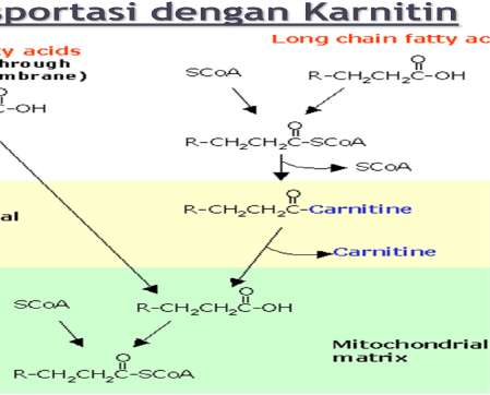 Biokimia dr. Husnil Kadri Kamis, 23/02/12 Gliserol mudah larut dlm darah, sedangkan asam lemak sukar larut dlm darah sehingga butuh transportasi.