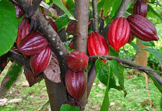 Budidaya Kakao I. PENDAHULUAN Tanaman Kakao merupakan tanaman perkebunaan berprospek menjanjikan. Tanaman kakao dalam berbuah tidak tergantung musim.