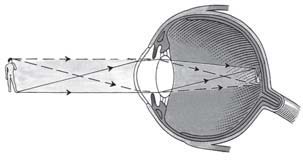 b. Bagian dalam mata Kornea yang jernih di bagian depan mata ditutupi oleh suatu lapisan yang sangat tipis, yaitu konjungtiva.