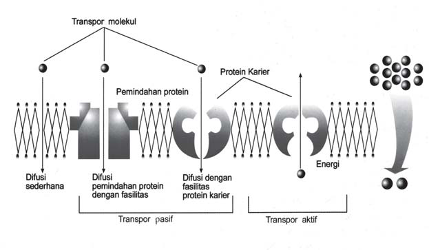 Untuk membebaskan energi ATP diperlukan enzim tertentu sehingga terbatas energinya berupa 1 mol phospat sehingga sisanya berupa ADP (Adenosin Diphospat). Peristiwa inilah yang disebut transpor aktif.