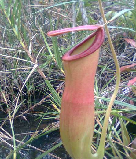 pengujian yang lebih intensif. N. gracilis dapat dilihat pada Gambar 1A. Nepenthes mirabilis Druce Batang: memanjat mencapai tinggi 10 m, silindris, rata/licin, tebal dengan ruang yang jelas.