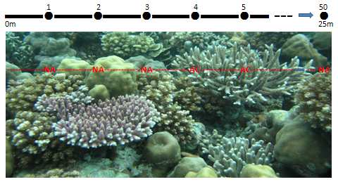 20 Gambar 7. Skema cara pencatatan data koloni karang (sumber: Manuputty dan Juwariyah, 2009) Tabel 2.