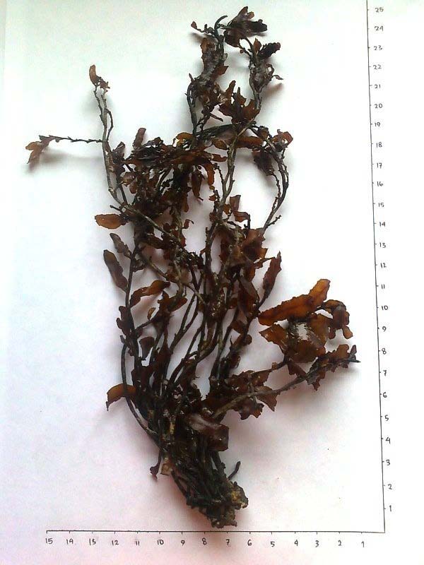 Lampiran 2. Gambar Talus Rumput Laut Sargassum ilicifolim (Turner) C.