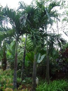 MIRTEN BONSAI Harga Rp. 150.000 ini termasuk jenis bonsai, yang dapat memberikan kesan esklusif pada taman rumah anda. NUSA INDAH Harga Rp. 40.