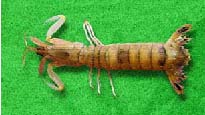 Potensi dan prospek ekonomis udang mantis di Indonesia (Iswari Ratna Astuti) Daerah Penyebaran Terdapat sekitar 400 spesies udang mantis yang tersebar di perairan seluruh dunia, terutama di perairan