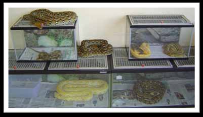 Memilih dan mempersiapkan reptil sebagai binatang peliharaan Reptil sudah menjadi hewan peliharaan yang populer, tapi sayangnya ini berarti orang membeli reptil hanya berdasarkan keinginan dan tidak