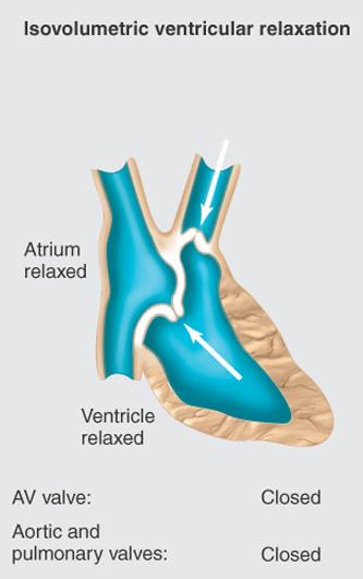 Kontraksi Ventrikular Isovolumetrik Ventrikel kontraksi Peningkatan tekanan ventrikel secara cepat Seluruh katup tetap tertutup