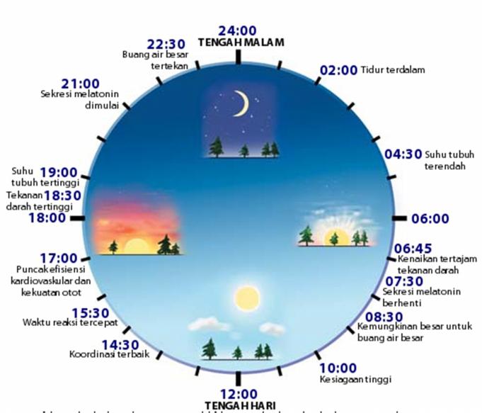 12 Gambar 2. Siklus Tidur Bangun (Smolensky & Lamberg, 2000). Tanpa pengaruh faktor eksternal, jam alami tubuh mengikuti siklus 24 jam.