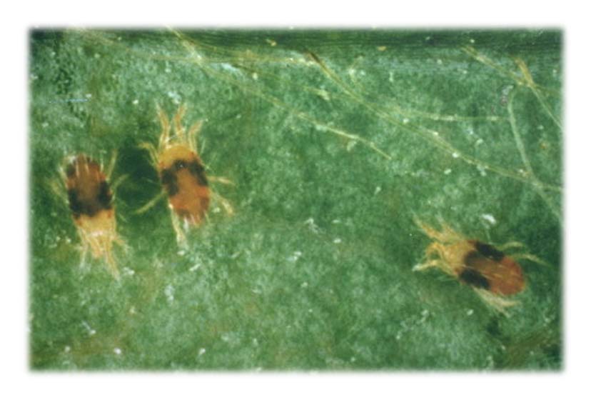 Cabuk merah (Tetranychus cinnabarinus) Telur diletakkan di permukaan daun bagian bawah. Daur hidup tungau 15 hari.