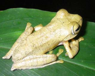 a a b a Gambar 1. Rhacophorus javanus Ket : a) Tonjolan kulit. b). Tonjolan pada tumit. Ukuran katak pohon Jawa sangat bergantung pada jenis kelaminnya.
