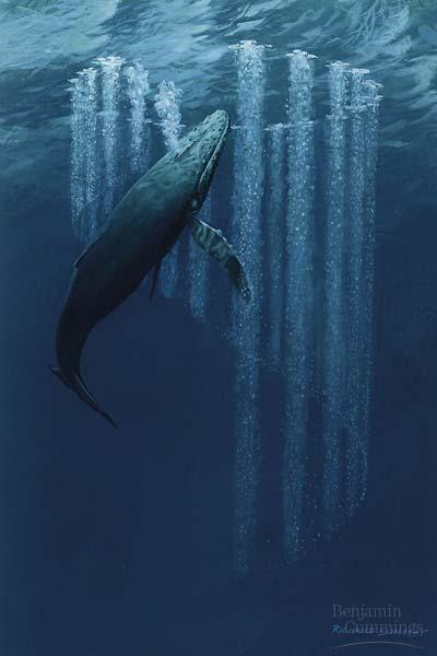 Getting Their Fill of Krill Animals obtain and process nutrients in a variety of ways Humpback whales eat