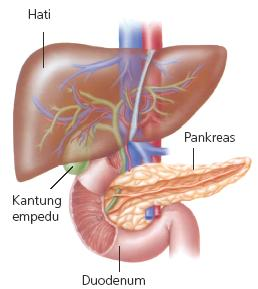 Kelenjar pencernaan Hati Pankreas PLTA Pankreas,