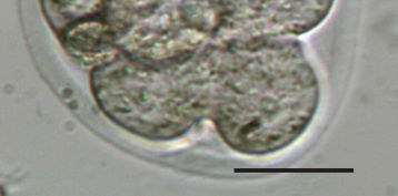 6 Pada vitrifikasi tahap 8 sel embrio yang mengalami degenerasi sebanyak 22.50%.