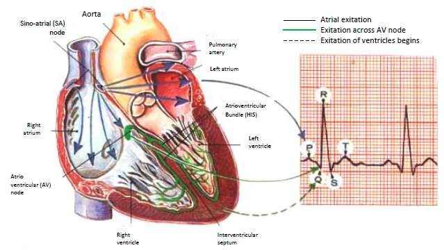 9 elektrokardiogram (Martin, 2007). Gambar konduksi jantung pada kertas elektrokardiogram terlihat pada Gambar 2. Gambar 2. Gambar konduksi jantung pada kertas elektrokardiogram Sumber: http://faculty.