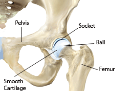 9 BAB II TEORI HIP JOINT 2.1 Sambungan Tulang Pinggul (Hip Joint) Sambungan tulang pinggul (hip joint) adalah sambungan tulang yang terletak diantara pinggul dan pangkal tulang paha atas.