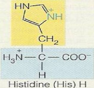 Lisin Asam amino Rumus bangun Arginin Histidin Disamping 20 macam asam amino yang umum terdapat dalam protein, kita mengenal dua golongan asam amino lain, yaitu: (1) yang jarang didapat sebagai