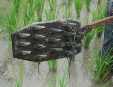 8 Pengendalian Gulma Gulma merupakan tanaman liar yang keberadaannya tidak dikehendaki oleh petani karena gulma merupakan kompetitor tanaman padi dalam hal kebutuhan unsur hara bagi pertumbuhannya.