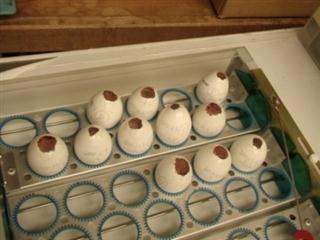 Tatan Kostaman: Metode Purifikasi dan Penyimpanan Primordial Germ Cells-Sirkulasi untuk Pelestarian Ayam Lokal 1 2 3 6 5 4 7 8 9 11 10 1: Pada telur resipien (WL), kerabang telur yang tumpul dibuat