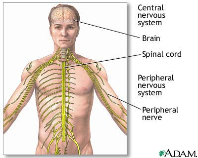 Sistem saraf manusia SSP : -Otak - Medula spinalis